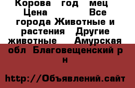 Корова 1 год 4 мец › Цена ­ 27 000 - Все города Животные и растения » Другие животные   . Амурская обл.,Благовещенский р-н